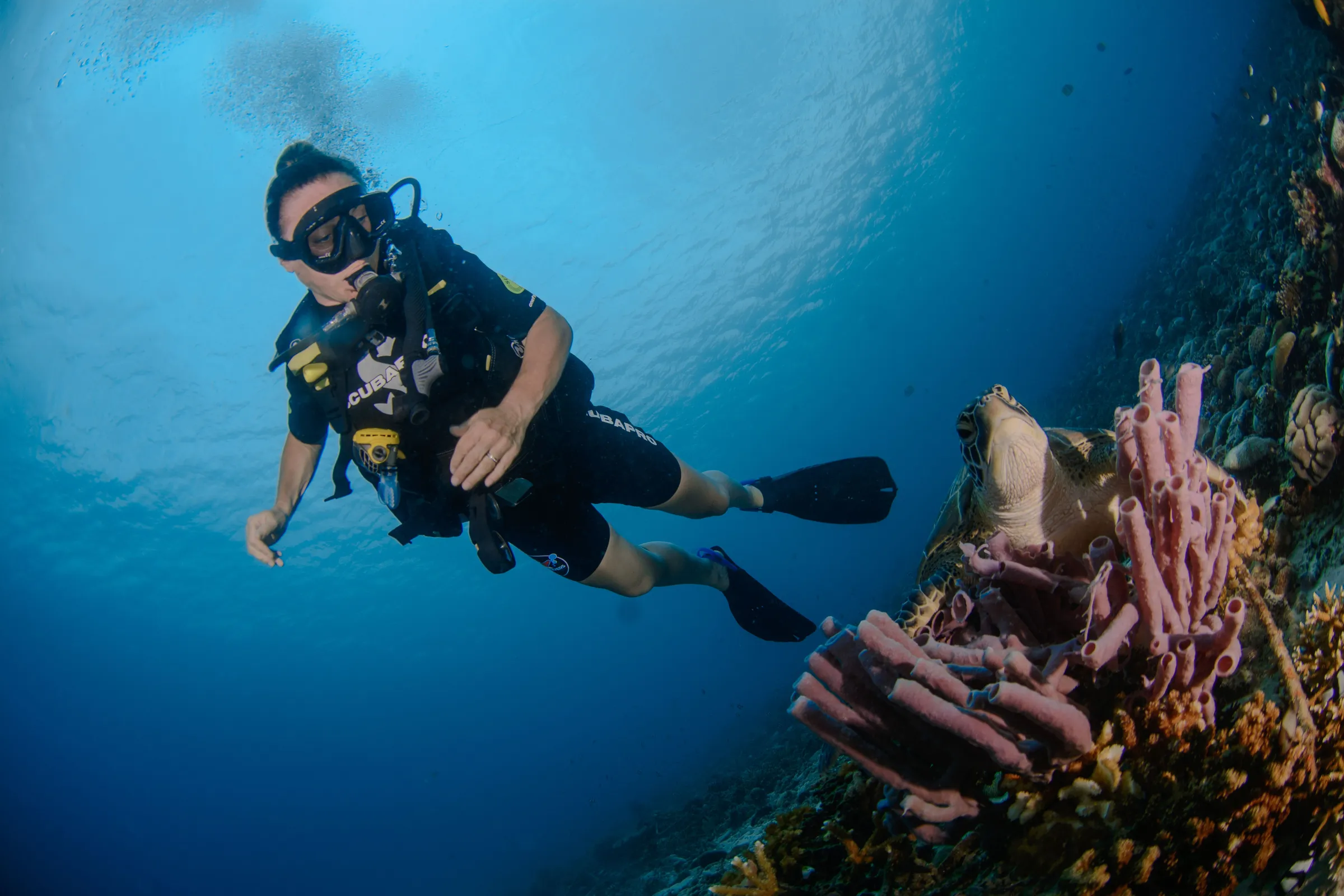 Diver with pink sponge on reef