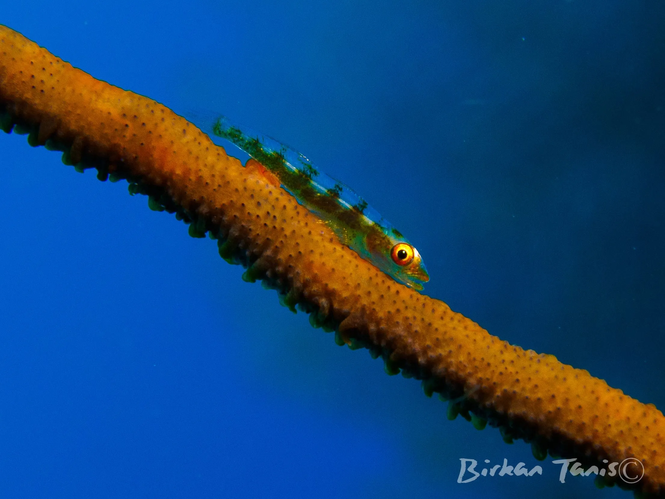 Goby on whip coral