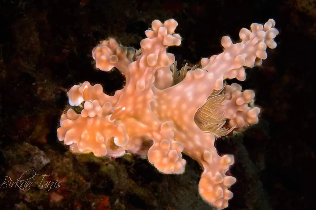 Miamari Nudibranch