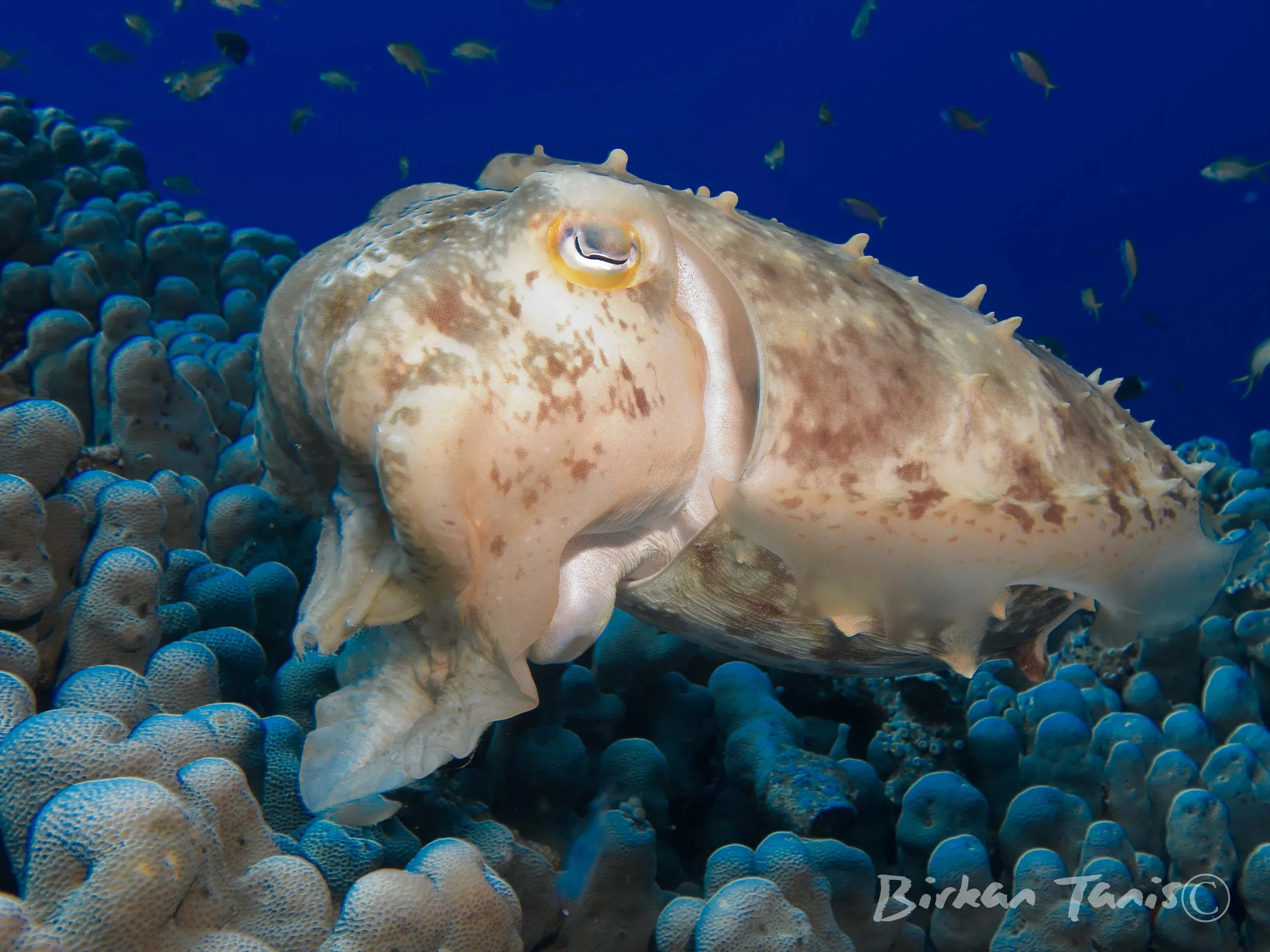 Cuttlefish hovering on the sand