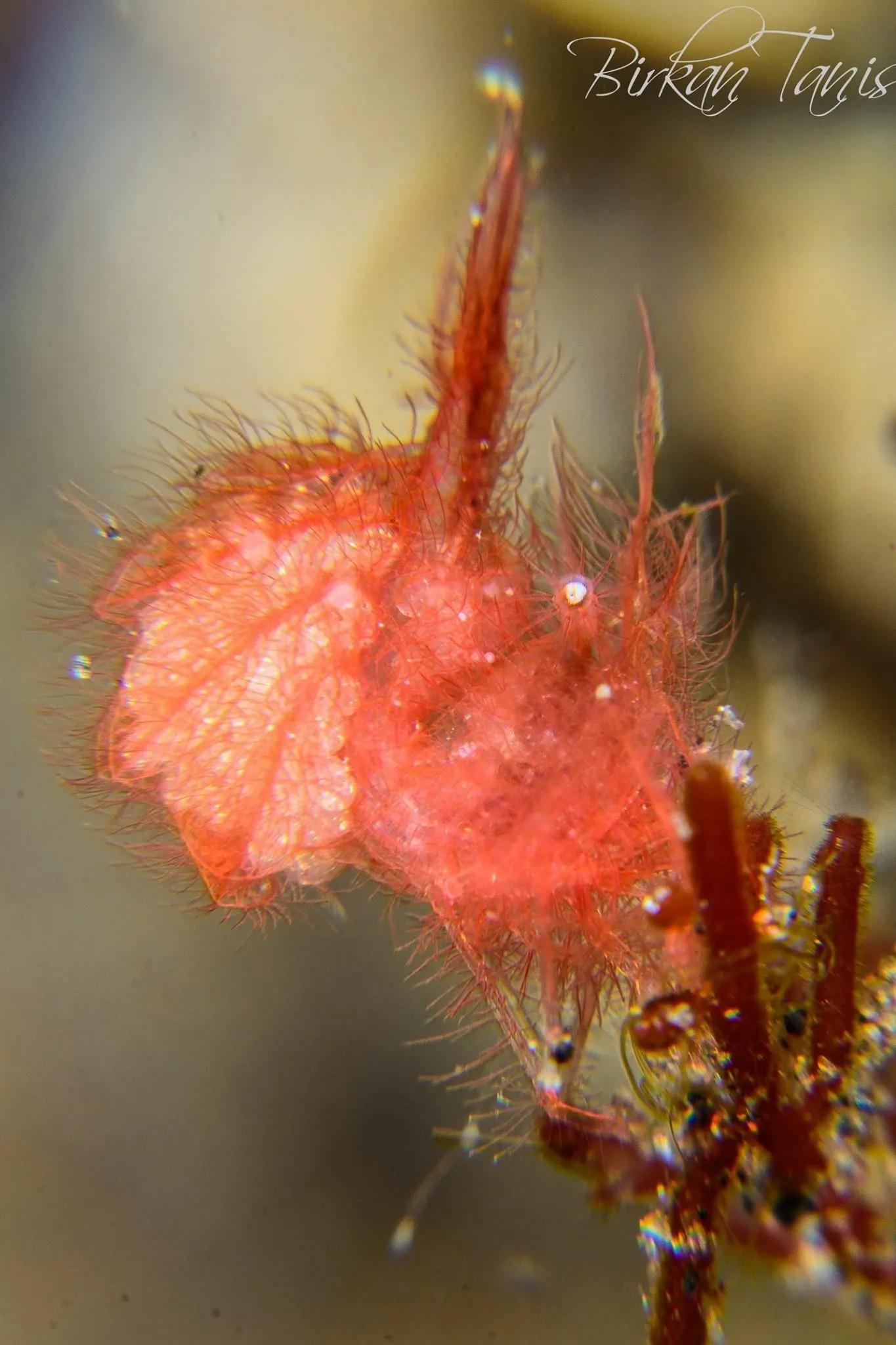 Hairy shrimp on the reef