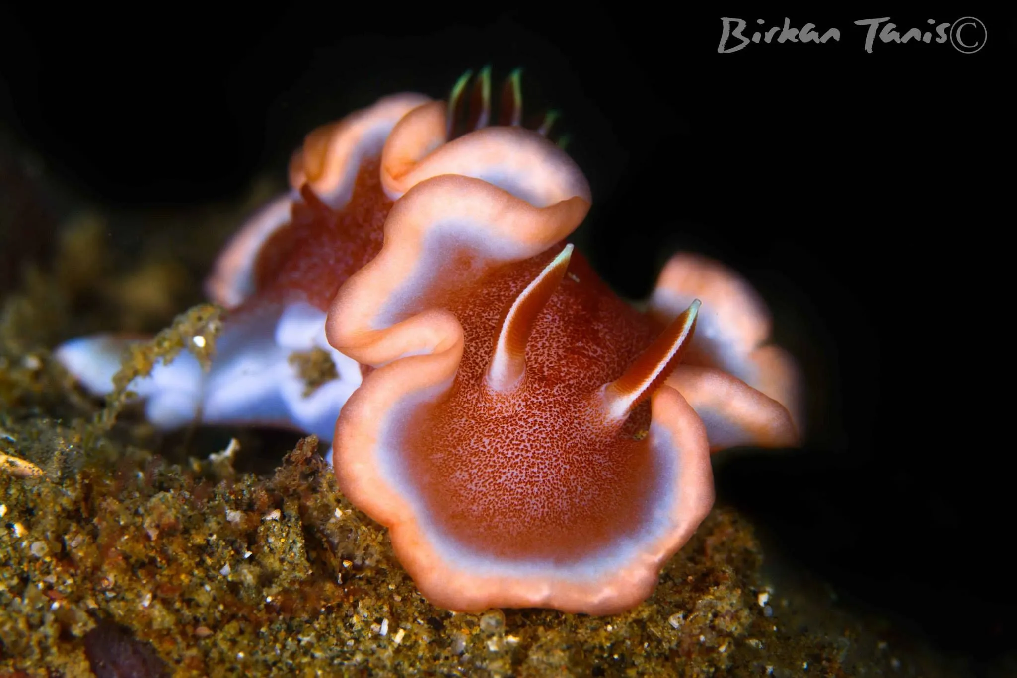 nudibranch