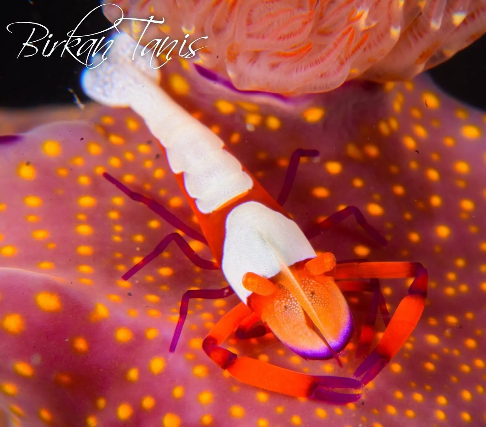 Emperor shrimp on nudibranch
