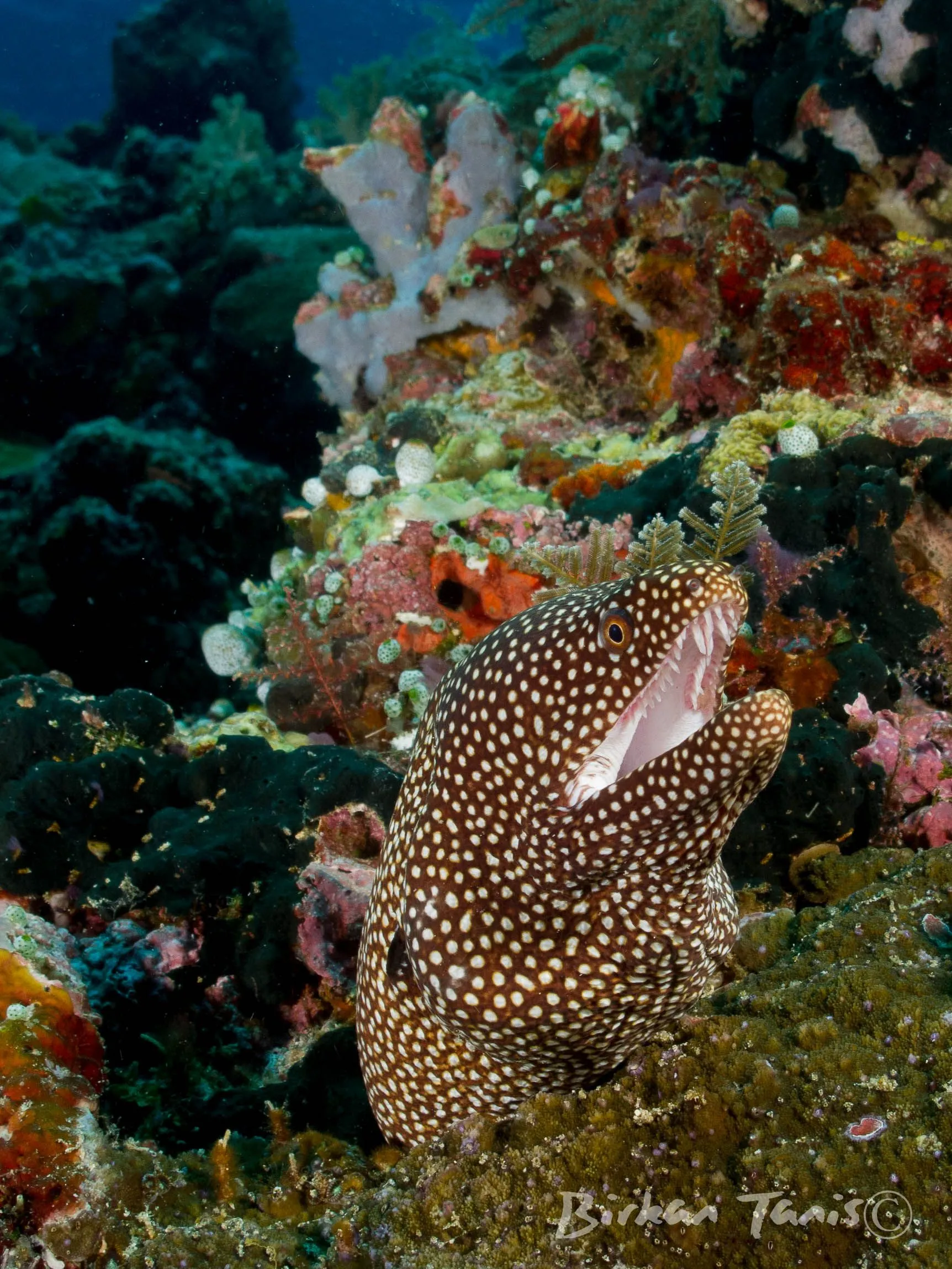 White mouth moray peeking out
