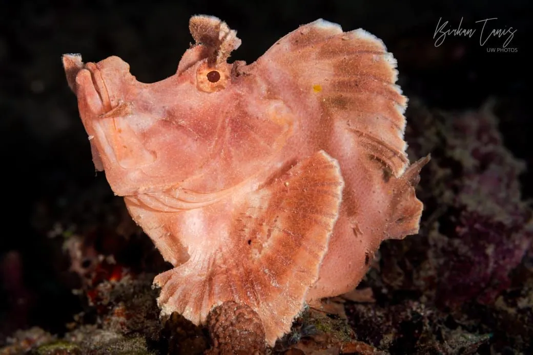 Rhinopia on coral