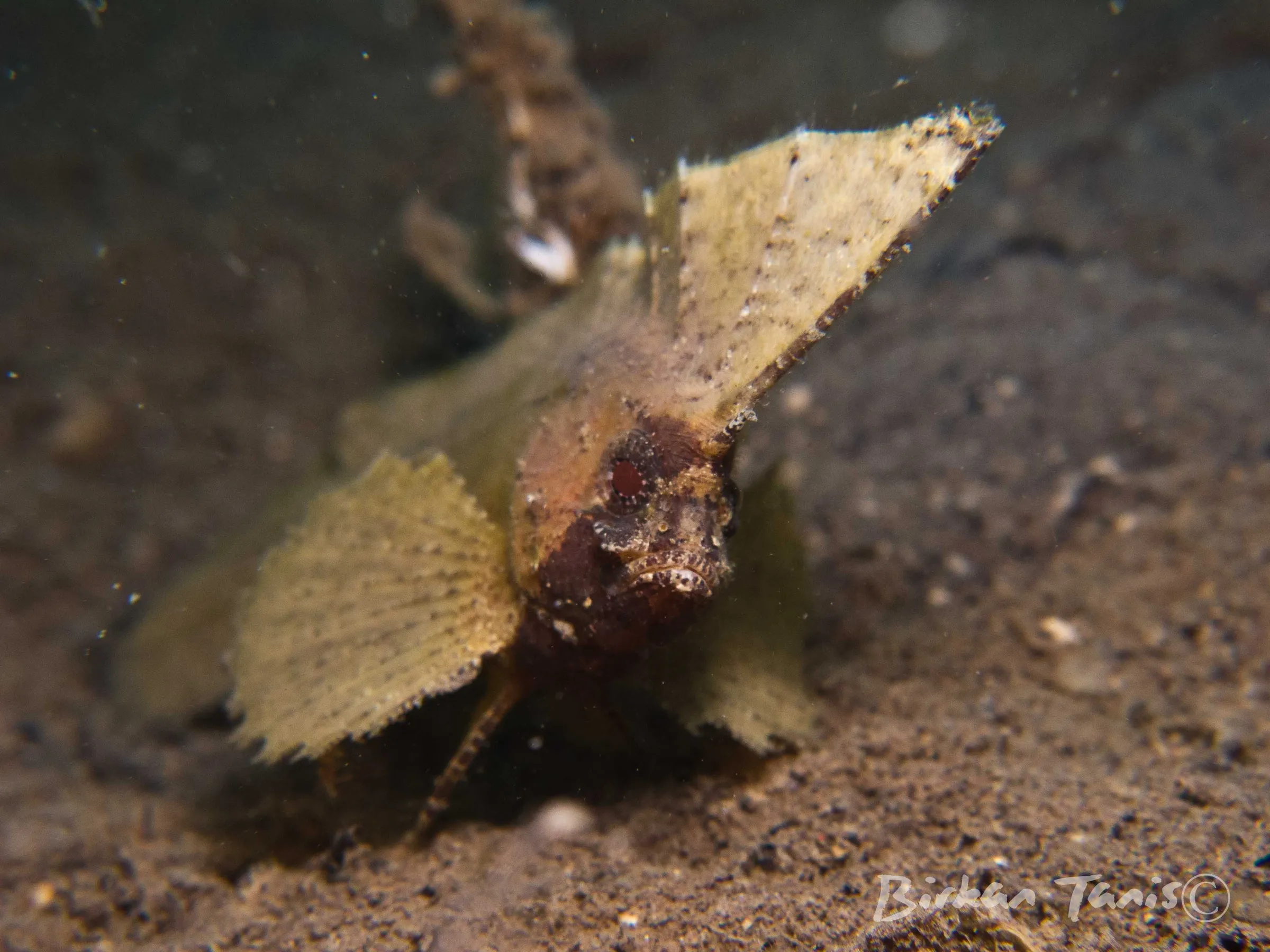 Leaf scorpionfish on rubble