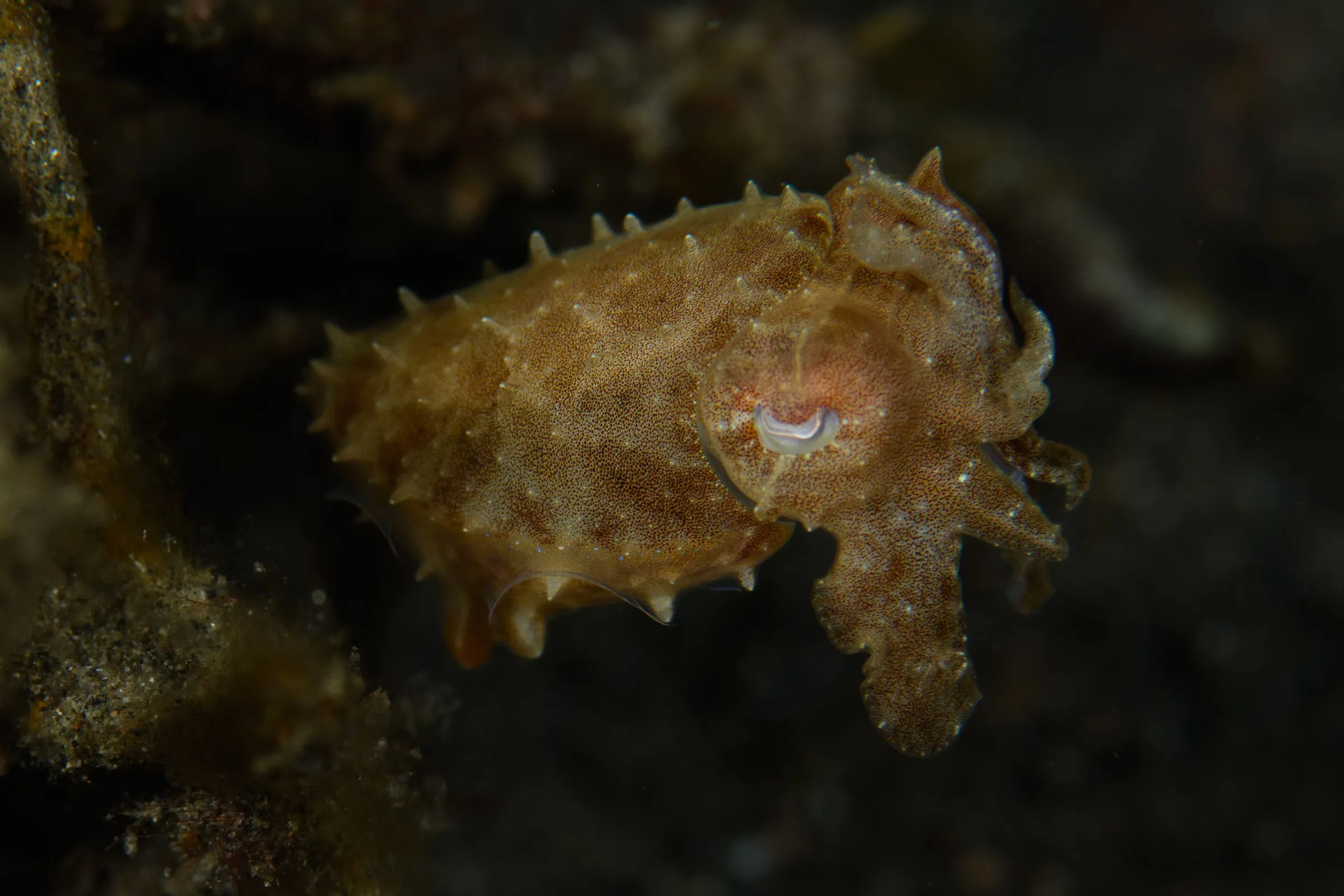 Cuttlefish on the sand
