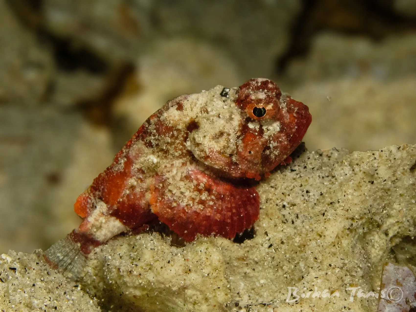 ScorpionFish on the bottom