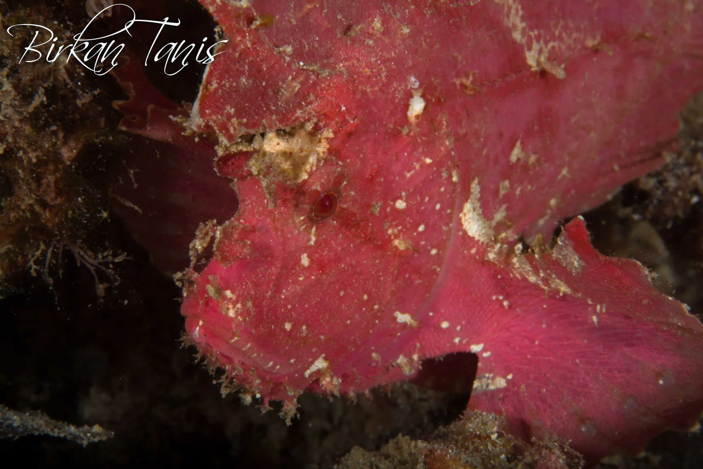 Pink leaf scorpion fish close-up