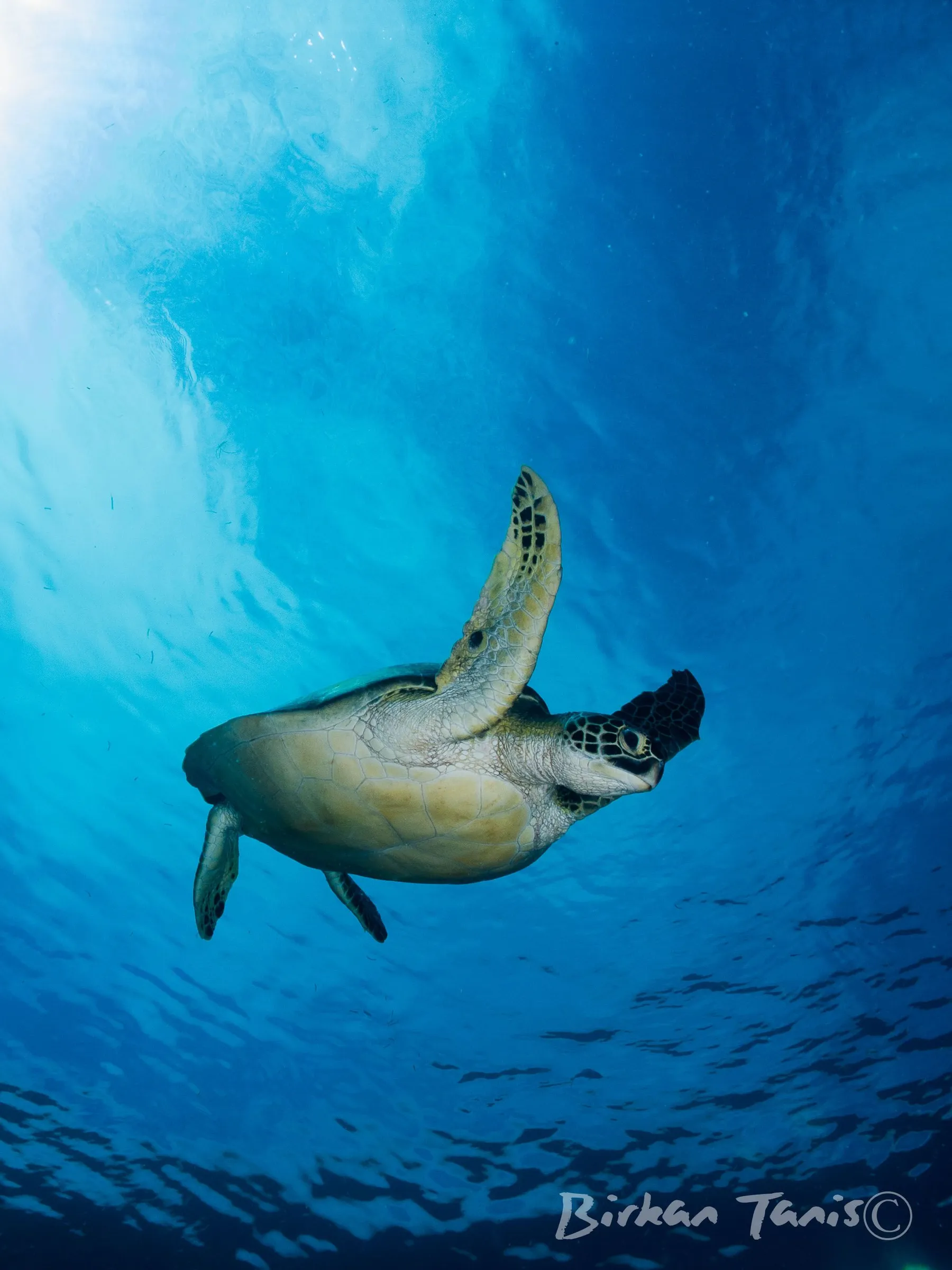 Turtle swimming in the blue