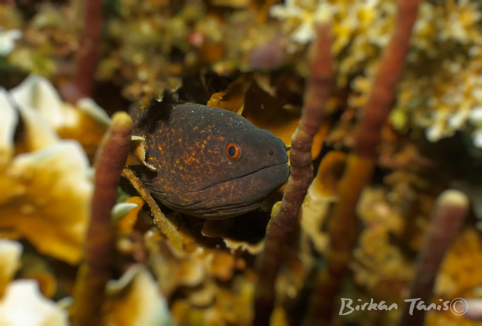 Moray Eel
