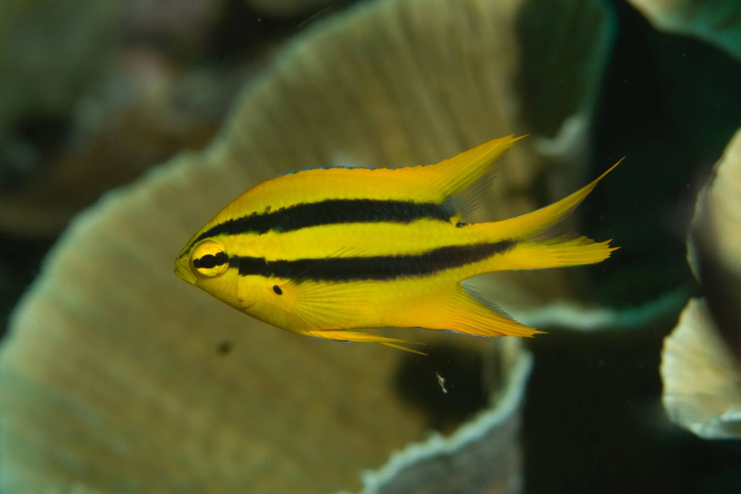 Yellow striped bannerfish