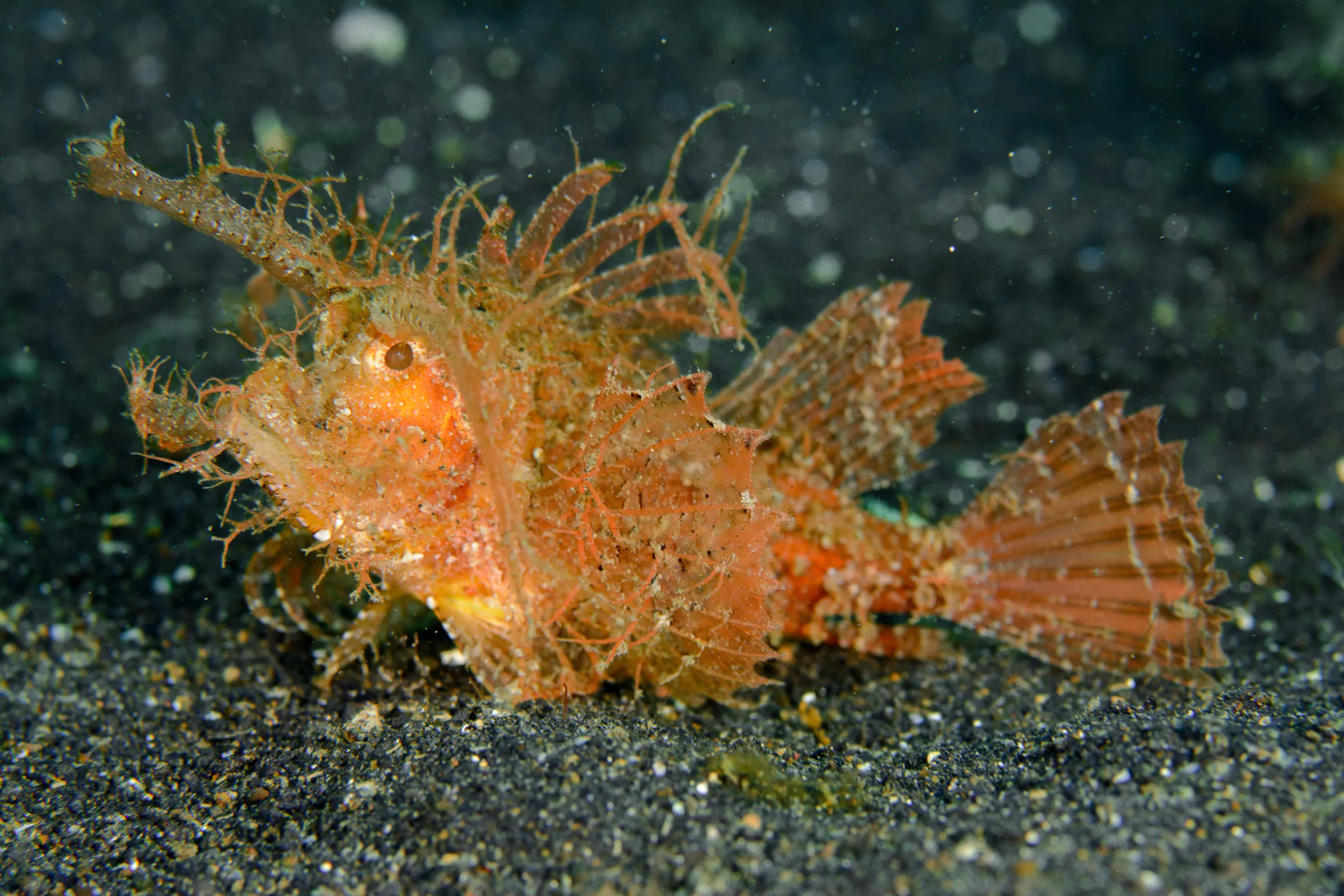 AMbon scorpion fish on the bottom